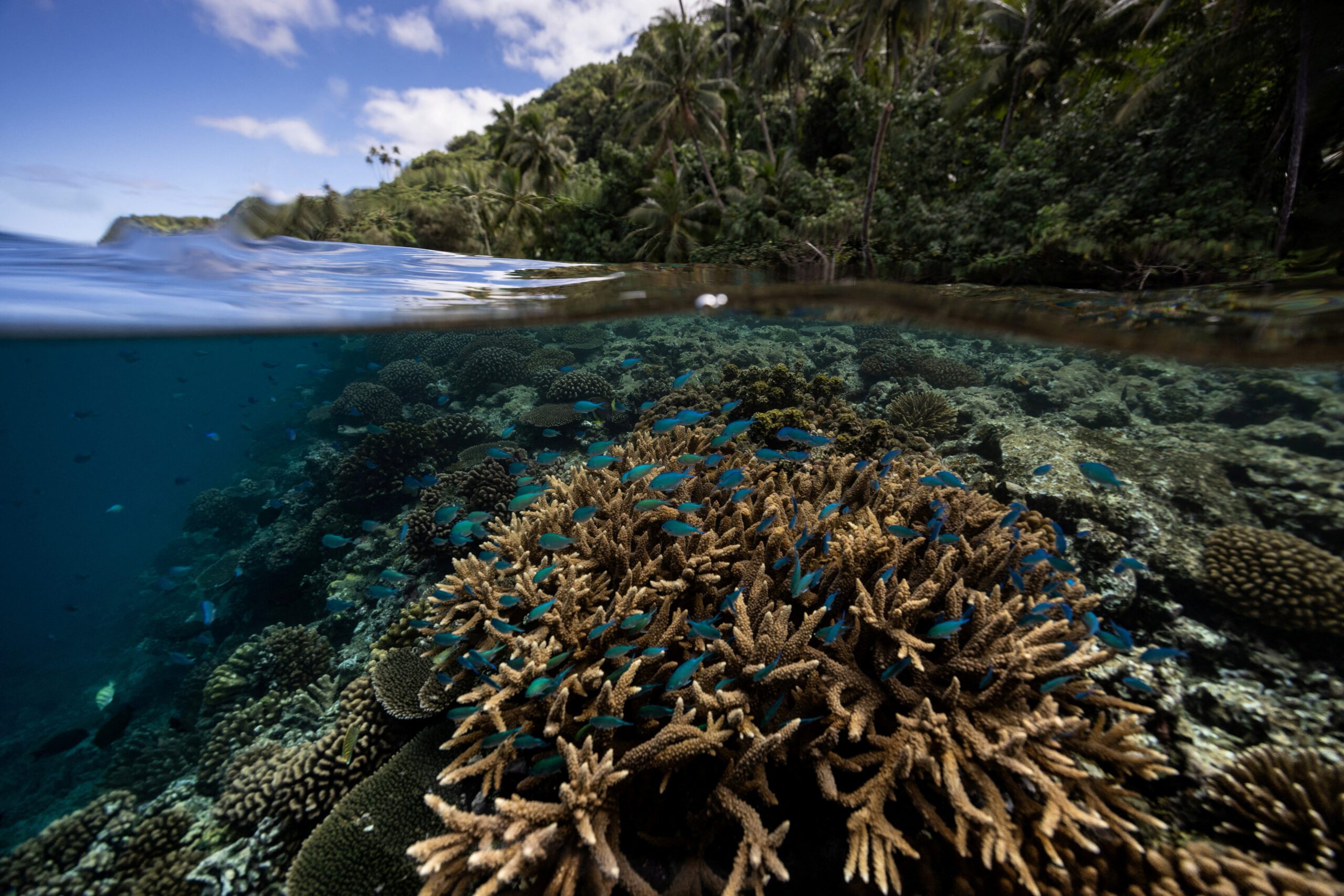 科学家们在加勒比海、太平洋和大西洋发现了 64,000 平方英里的韧性珊瑚礁