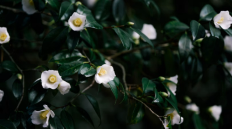 山茶属（学名：Camellia）是杜鹃花目山茶科的模式属。