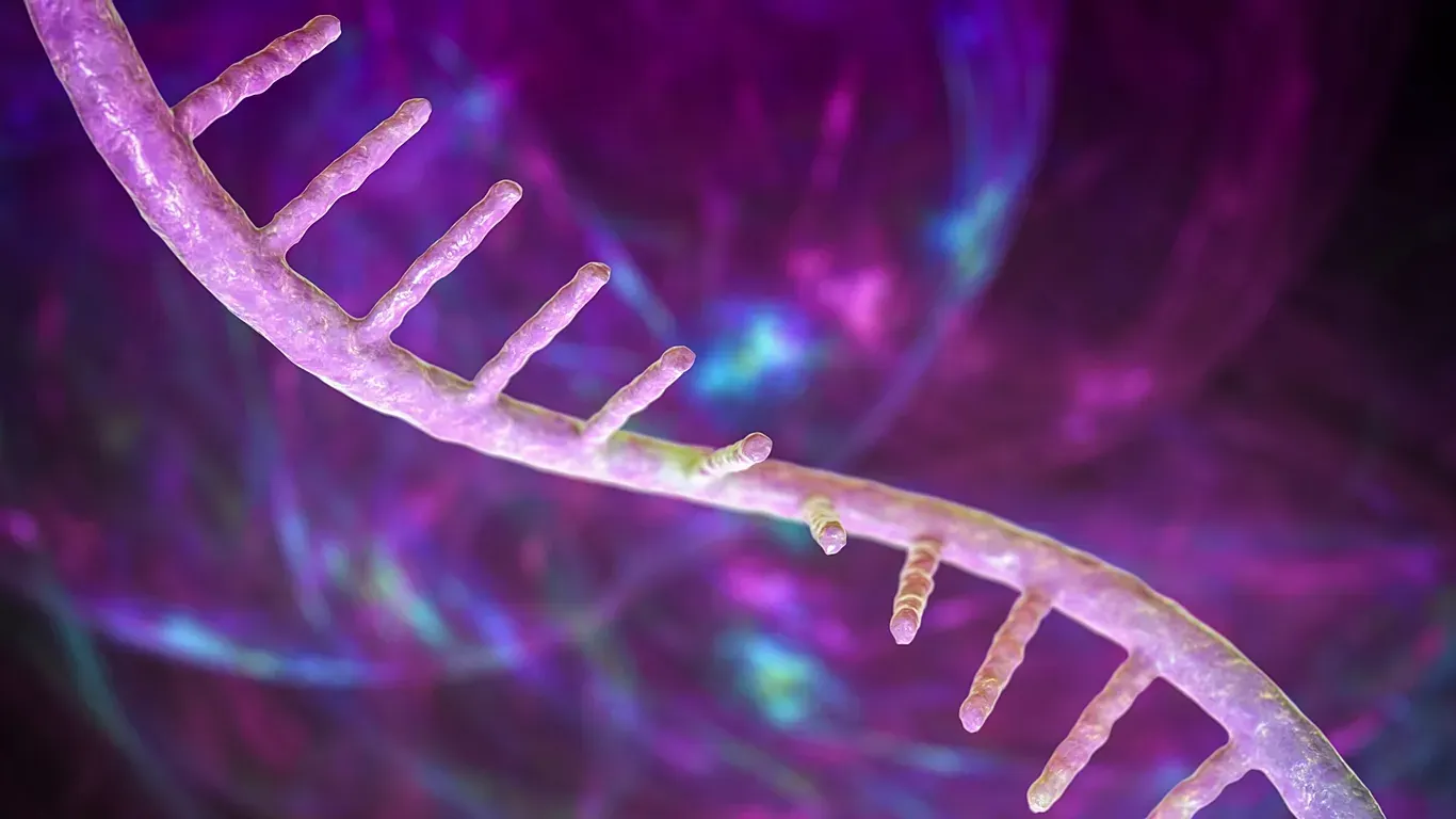 科学家发现 mRNA 药物增效新路径