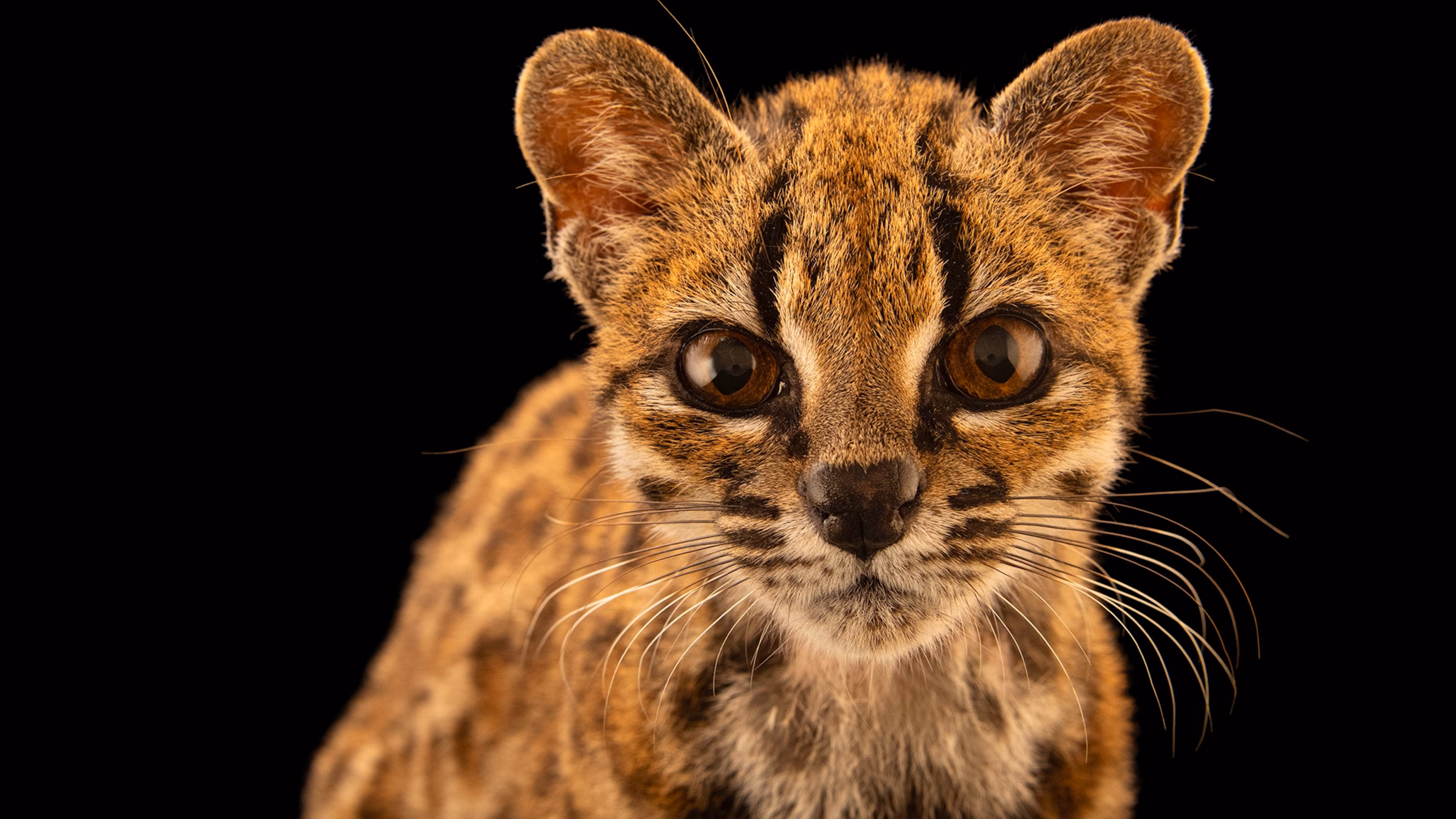 “蒂尔卡约猫”（Leopardus tilcayo）